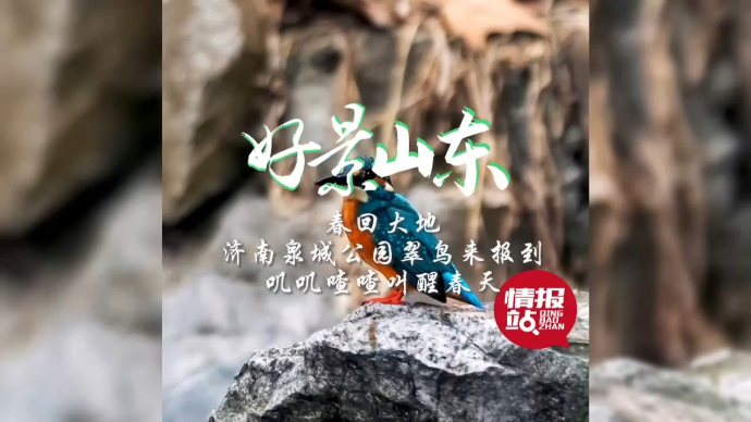 果然视频·好景山东|济南泉城公园翠鸟来报到，叽叽喳喳叫醒春天