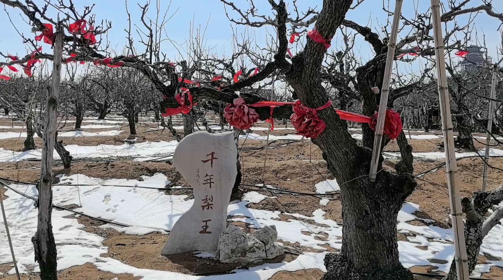 謙讓孝順,勇敢頑強,熱情好客等都成為刻在山陽村村民基因裡的美好品質