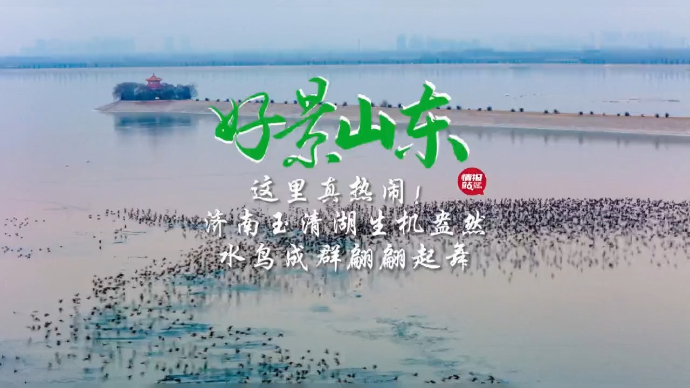 果然视频·好景山东|真热闹！济南玉清湖水鸟成群，翩翩起舞