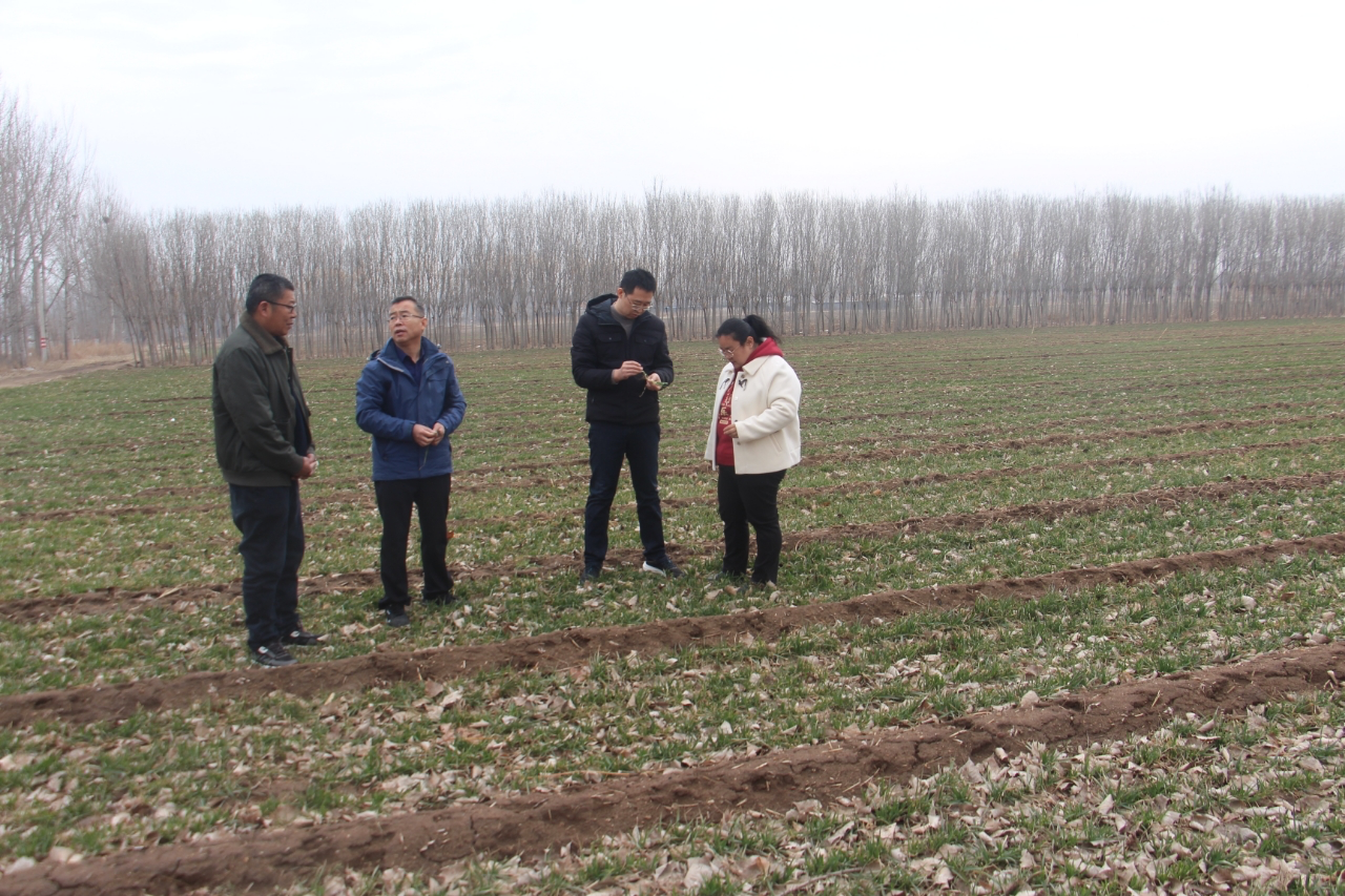 莱州市农技专家深入田间地头为春季小麦田间管理支招