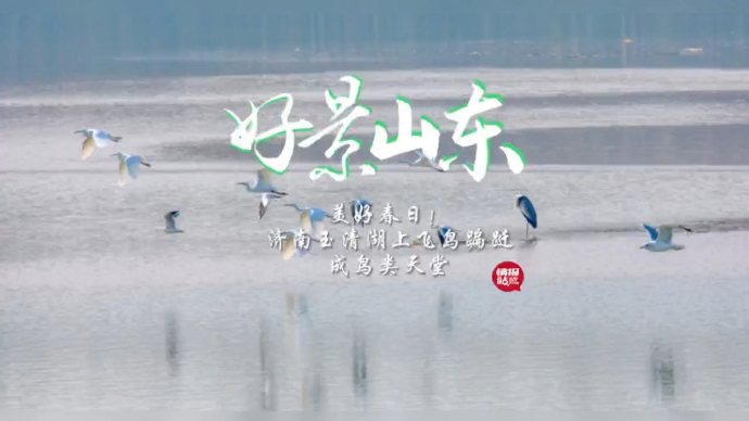 果然视频·好景山东|美好春日！济南玉清湖飞鸟蹁跹，成鸟类天堂