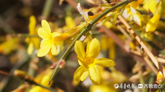 果然视频|济南趵突泉仅存几棵蜡梅迎春吐香，大部分花朵冻干了