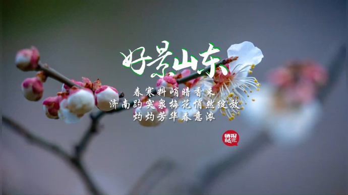 果然视频·好景山东|灼灼芳华春意浓！济南趵突泉梅花绽放暗香来