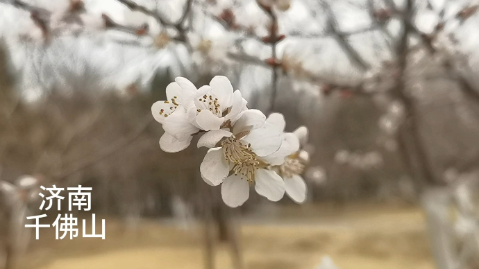 果然视频|春日好时光 春暖桃花开