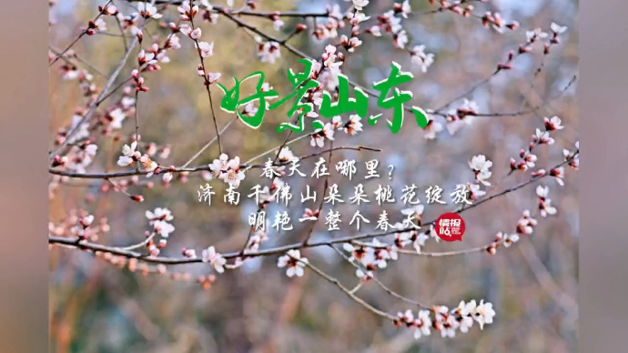 果然视频·好景山东|济南千佛山朵朵桃花绽放，明艳一整个春天！