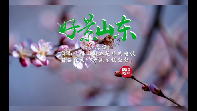 果然视频·好景山东|淡雅秀丽！济南千佛山山桃花开一派生机勃勃