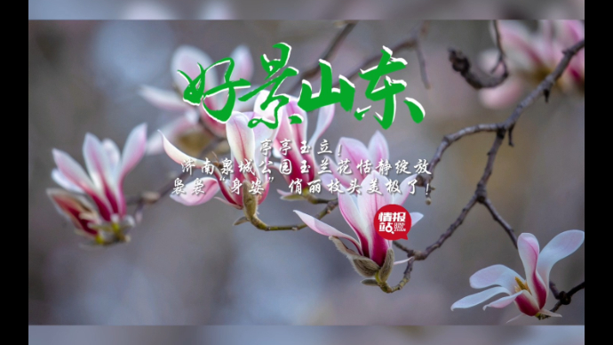 果然视频·好景山东|济南泉城公园玉兰花绽放，亭亭玉立俏枝头