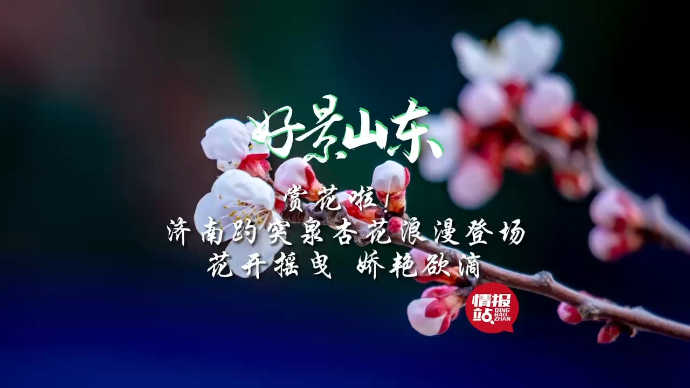 果然视频·好景山东|济南趵突泉杏花浪漫登场，花开摇曳等你来赏