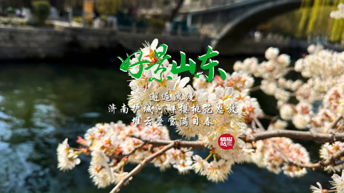 果然视频·好景山东|济南护城河畔樱桃花怒放，堆云叠雪满目春