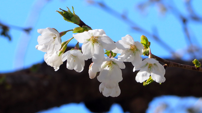 果然视频|五龙潭边樱花漫漫，22日樱花节莫错过 