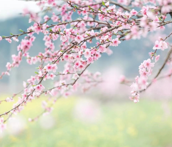 雨霁风光，春分天气。3月20日11时06分，我们迎来二十四节气中一个欣欣向荣的节气——春分。一年好景，最美不过春光。在这个明媚的仲春时节，我们一起感受临沂春日的浪漫与美好。