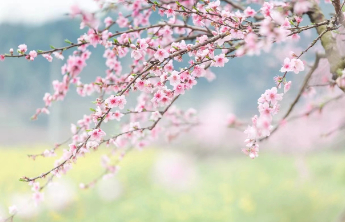 今日春分，这些习俗您了解吗？