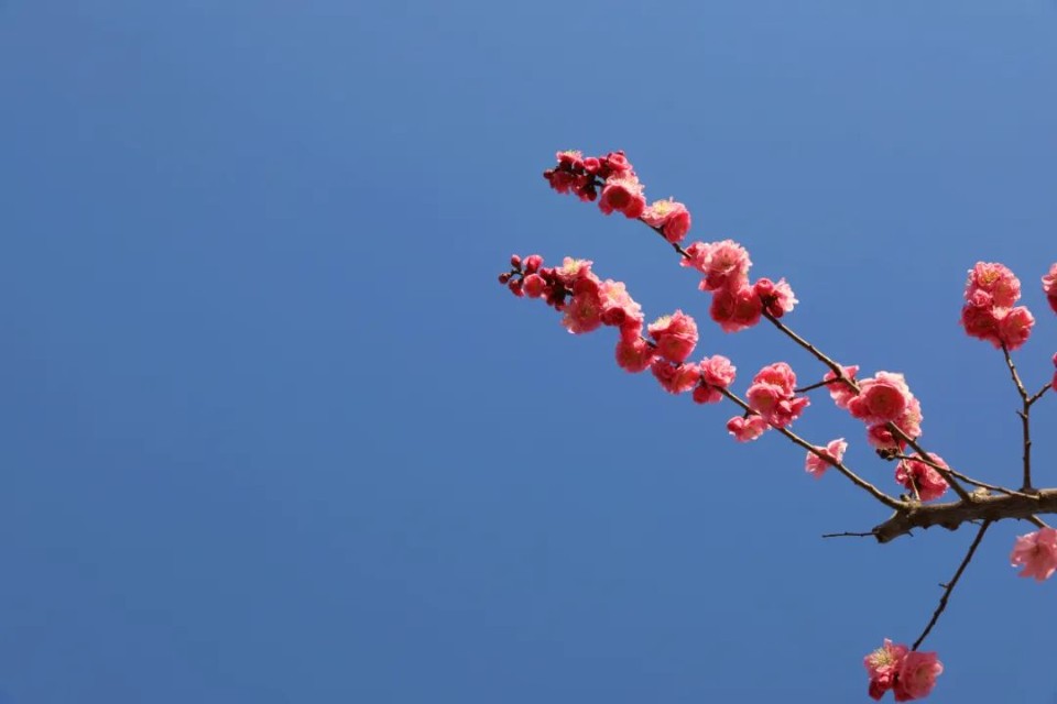 春风十里，赏花走起！快来临沂大学赴一场浪漫鲜花之旅