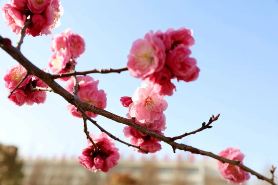 春风十里，赏花走起！快来临沂大学赴一场浪漫鲜花之旅