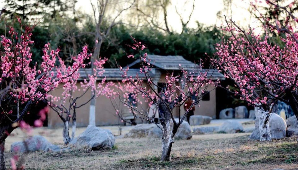 春风十里，赏花走起！快来临沂大学赴一场浪漫鲜花之旅