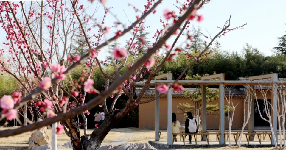 春风十里，赏花走起！快来临沂大学赴一场浪漫鲜花之旅