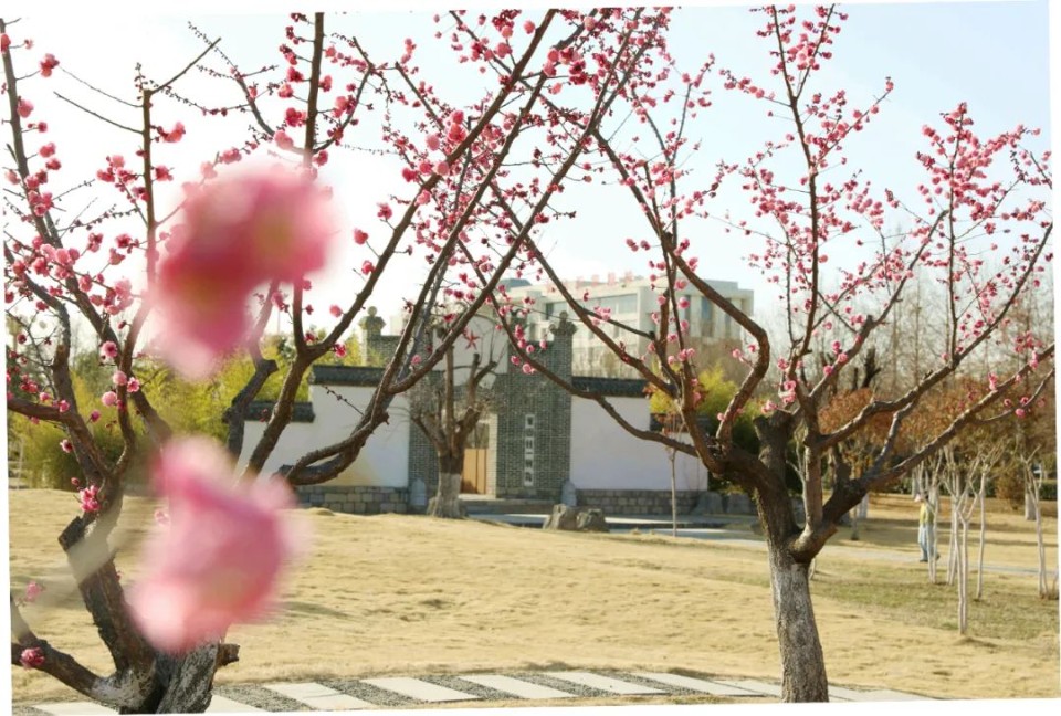 春风十里，赏花走起！快来临沂大学赴一场浪漫鲜花之旅