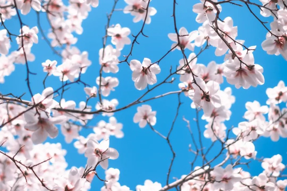 春风十里，赏花走起！快来临沂大学赴一场浪漫鲜花之旅