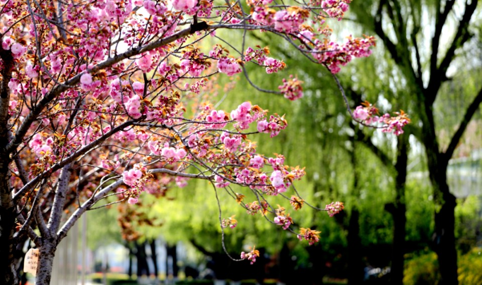 春风十里，赏花走起！快来临沂大学赴一场浪漫鲜花之旅