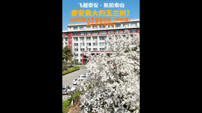 果然视频｜泰安最大的玉兰树？山东科技大学楼前花开正绚烂