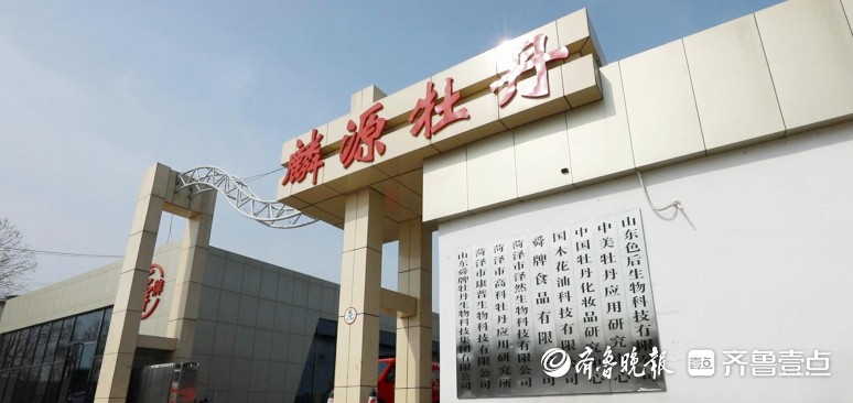 鲁西新区马岭岗镇：牡丹芬芳，麟源呈献——探索牡丹的无限可能