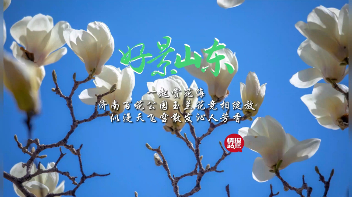 果然视频·好景山东|赏花海！济南百花公园玉兰花绽放，芳香四溢