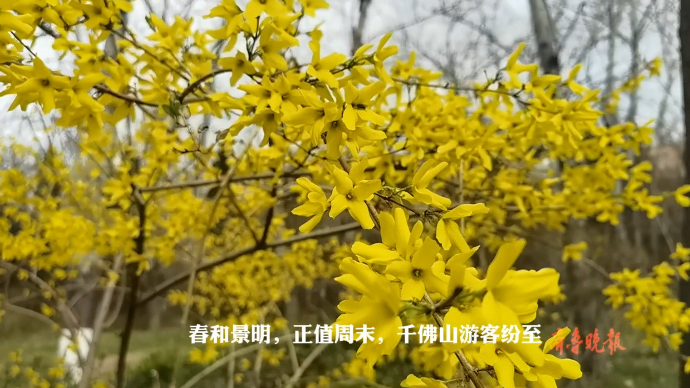 果然视频|春和景明 鲜花盛开