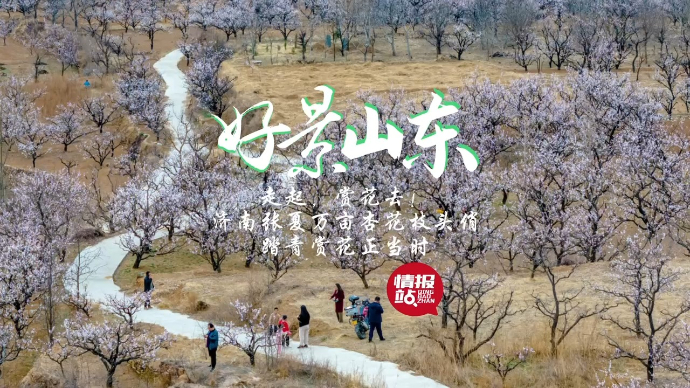 果然视频·好景山东|济南张夏万亩杏花枝头俏，踏青赏花正当时！