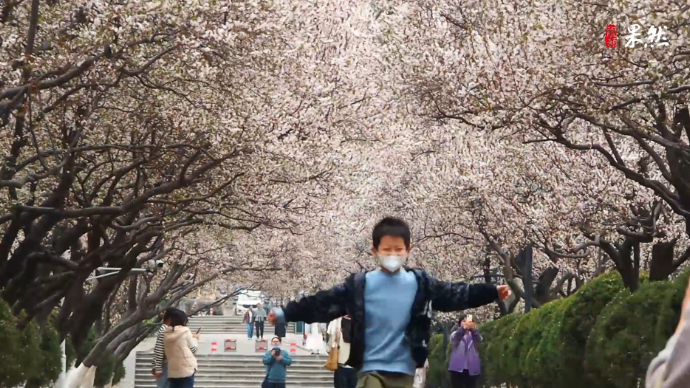 果然视频|花瓣雨随风飞扬，山东师大“樱花大道”浪漫唯美