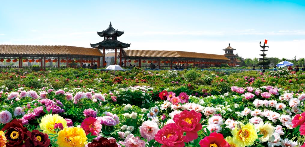 看了菏泽牡丹,才知国色天香!快来赴一场花样之旅!