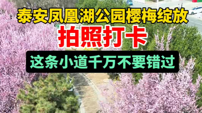 视频｜泰安凤凰湖公园樱梅绽放，拍照打卡，这条小道千万不要错过