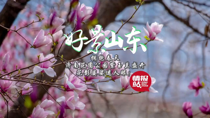 果然视频·好景山东|济南花圃公园紫玉兰盛开，花影婆娑迷人眼！