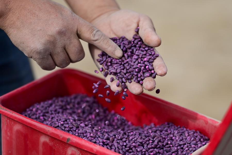 springsowingofcottonkicksoffinchinasmajorhubofcottonproduction