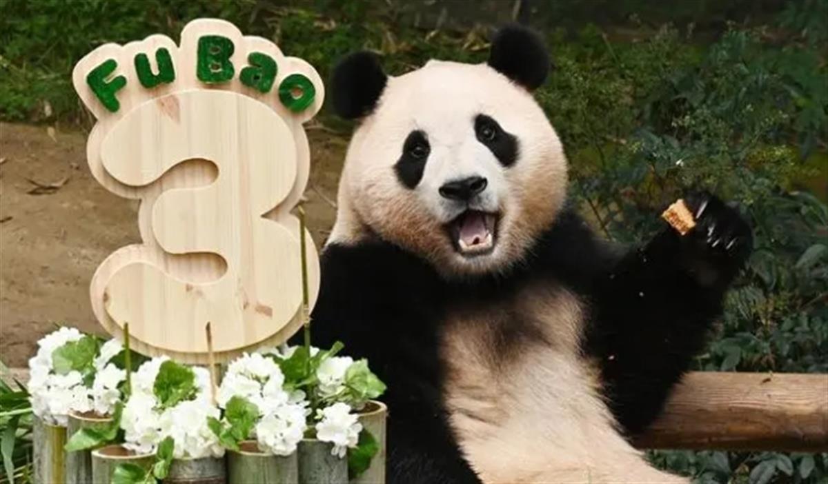 福宝是旅韩大熊猫爱宝(华妮)和乐宝(园欣)的孩子,出生于2020年7