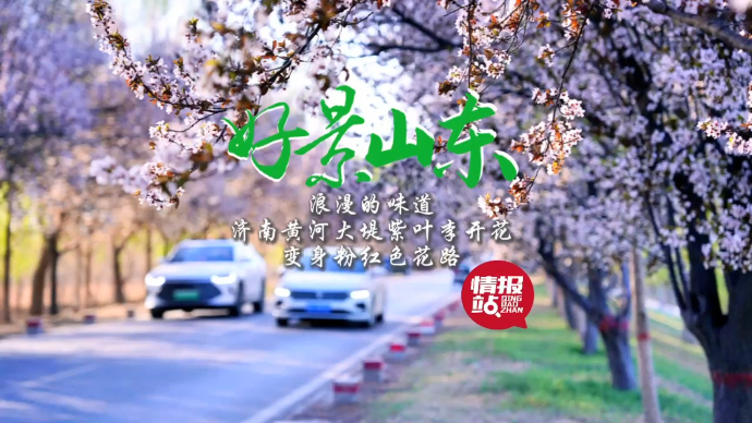 果然视频·好景山东|济南黄河大堤紫叶李开花，变身粉红色花路！