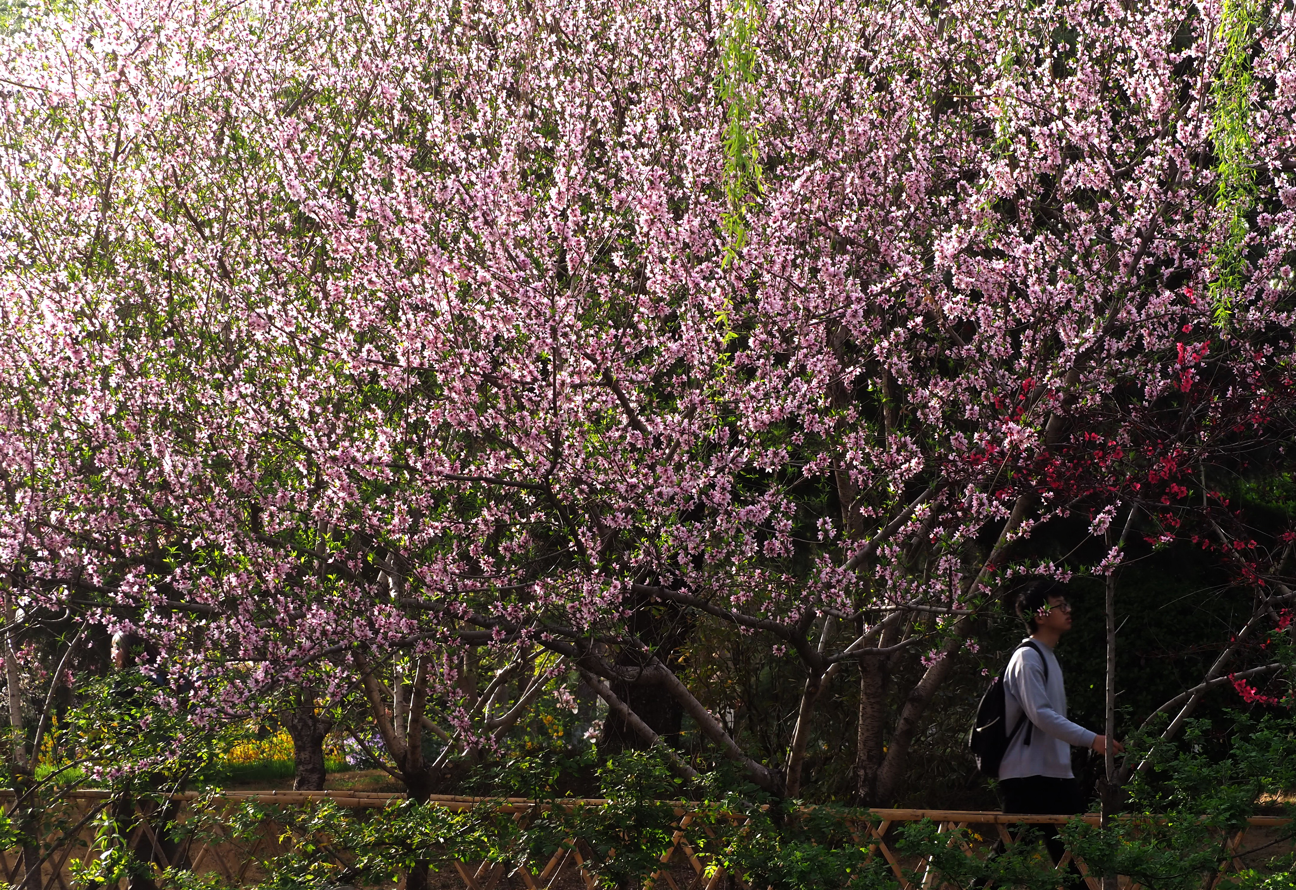济南五龙潭单樱即将落尽重瓣樱和东京樱花大幕拉开