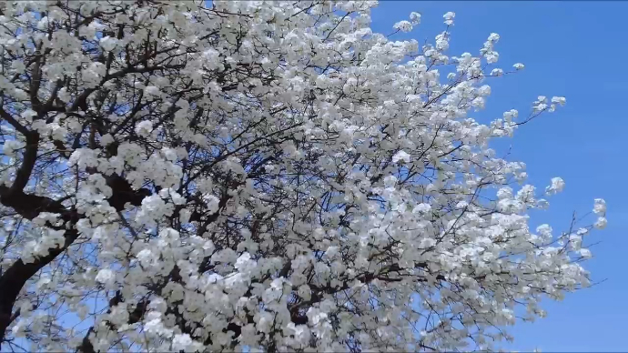 果然视频|曹县青堌集镇梨花节盛大开幕