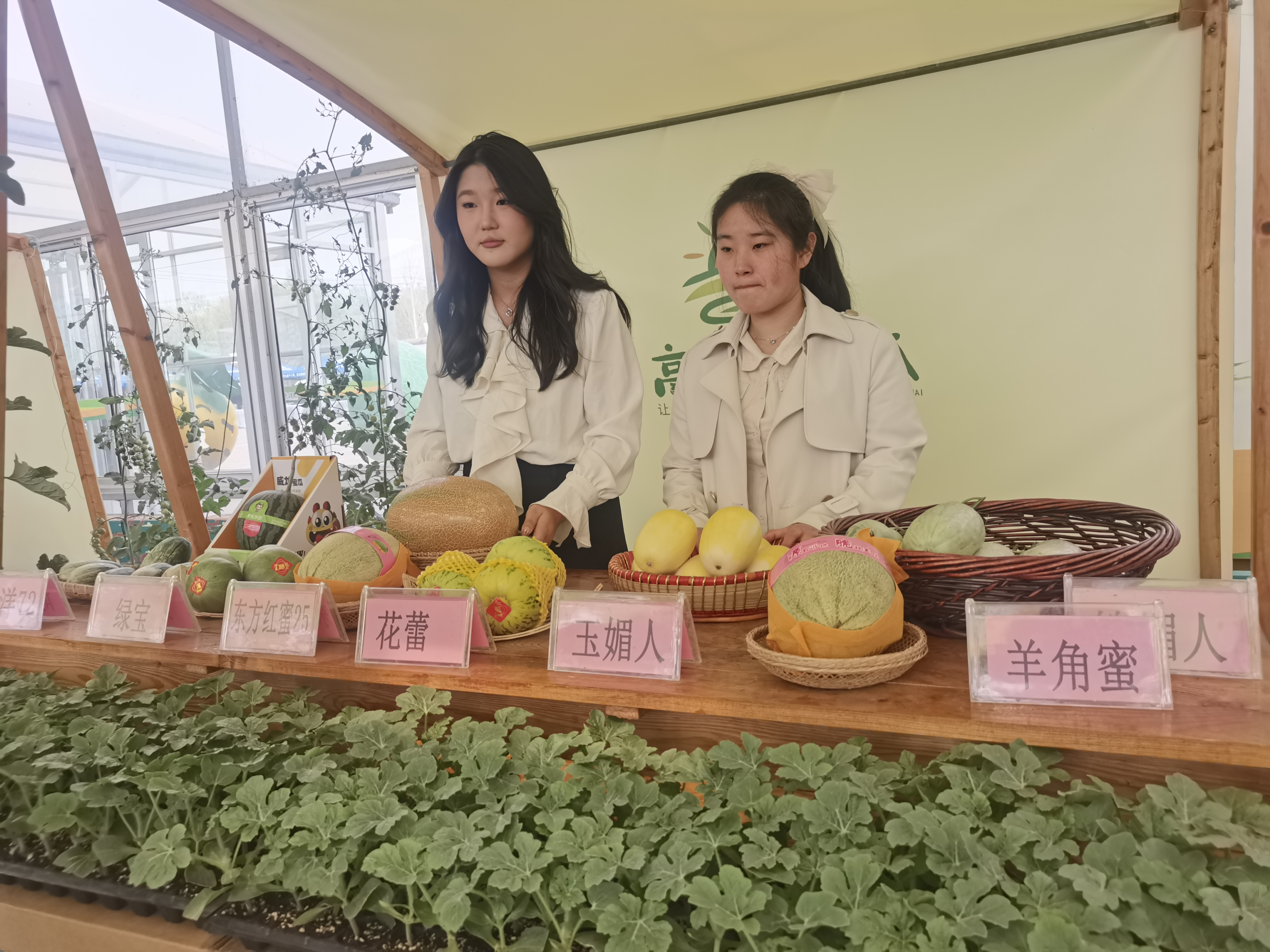 甜瓜双干嫁接技术"的成熟应用,年工厂化育苗量达3亿株;从单一的"景甜5