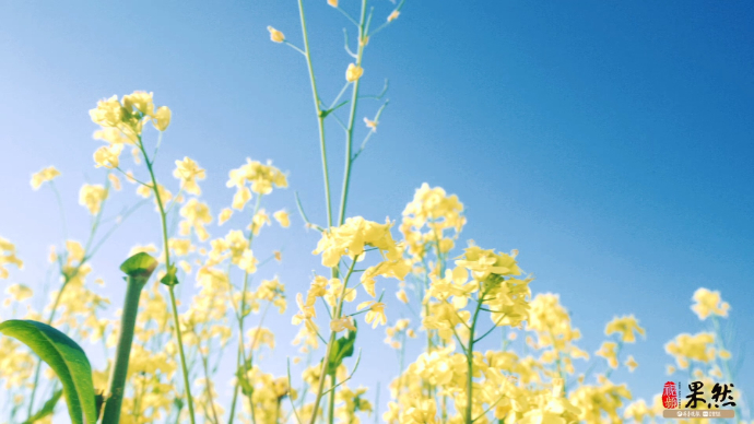 果然视频｜花开满城！济宁迎来赏樱好时节