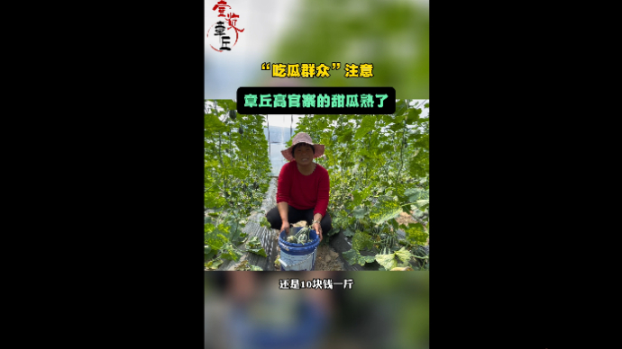 “吃瓜群众”注意！章丘高官寨的甜瓜熟了