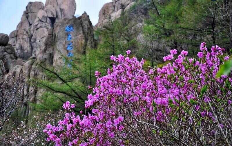 乘客出地铁口步行50米左右即可到达崂山游客服务中心,换乘景区观光车