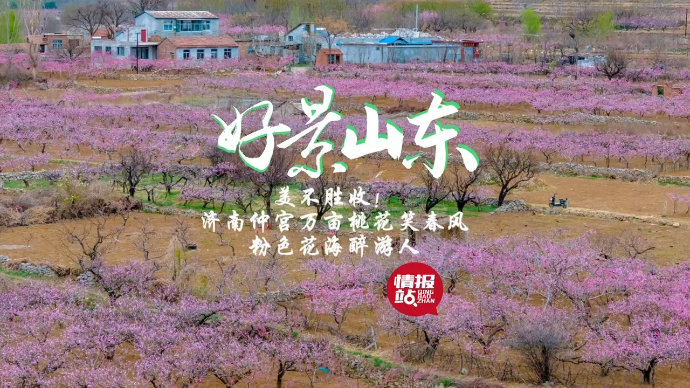 果然视频·好景山东|济南仲宫万亩桃花笑春风，粉色花海醉游人！