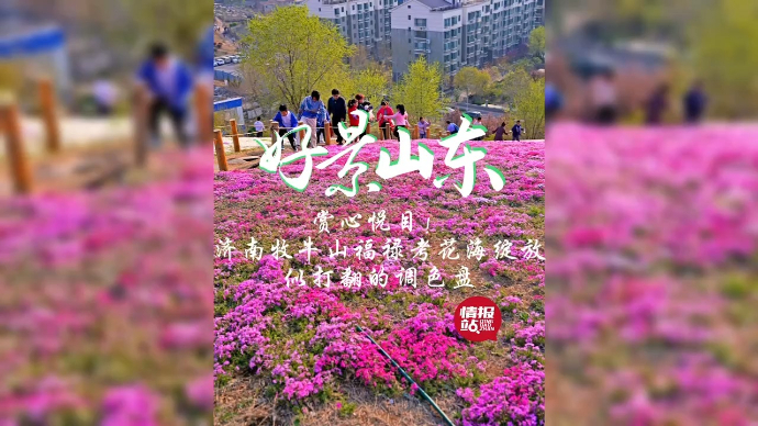 果然视频·好景山东|济南牧牛山福禄考花海绽放，似打翻的调色盘