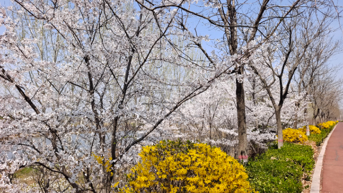 果然视频|沐浴樱花雨野餐，青岛北郊河滨最浪漫的假日