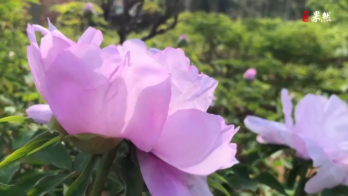 果然视频|济南赏花季之牡丹篇：泉城首批已绽放