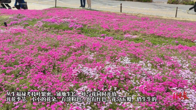 果然视频｜济南最大福禄考花海绽放，来一场赏花之旅