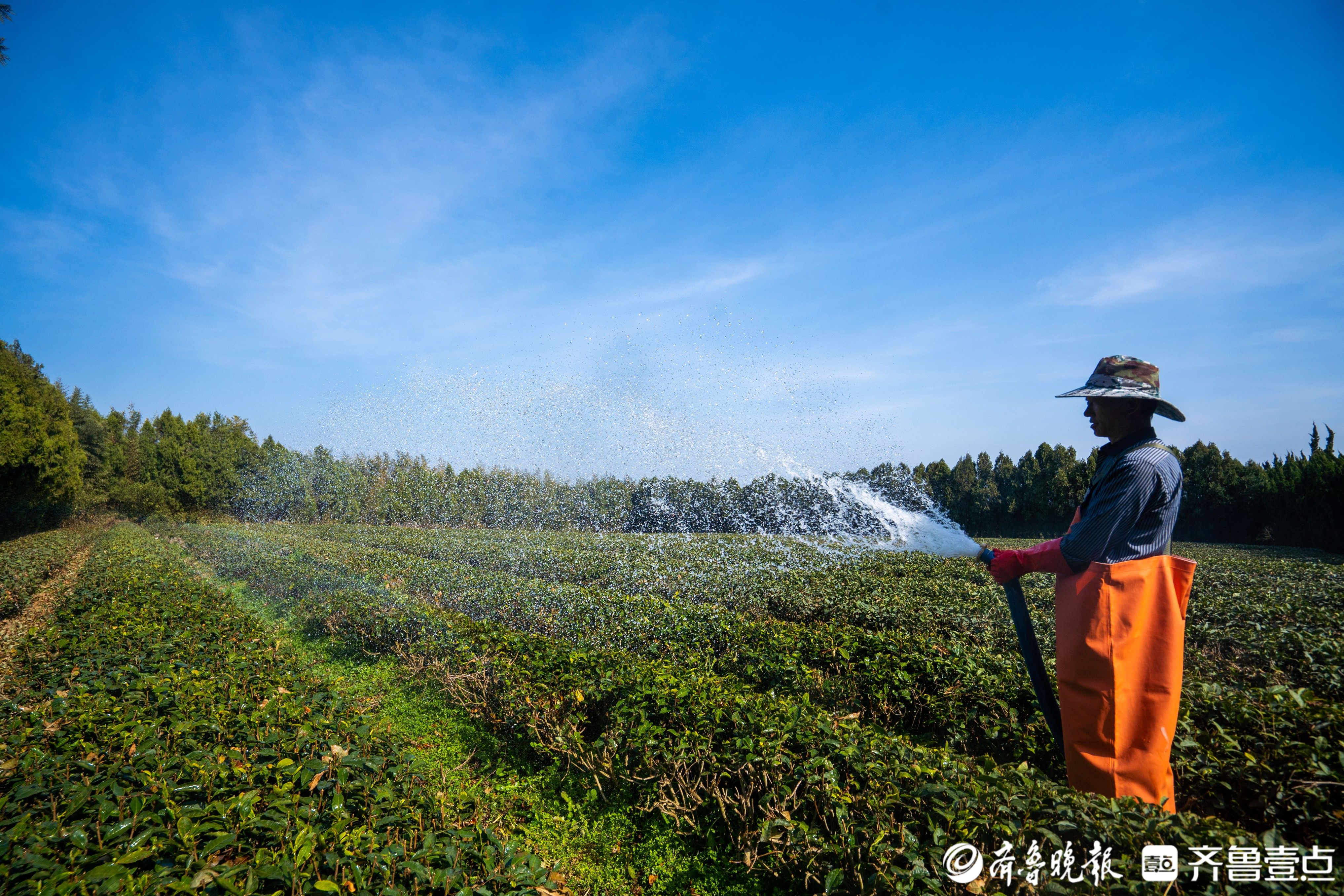 茶人匠心丨瀚林春王玉：执着，为了一杯有机茶