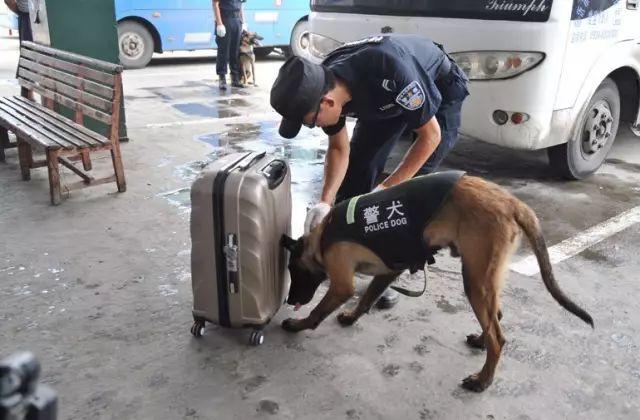 山东:聚力侦查破案提升警犬应用能力-齐鲁晚报网