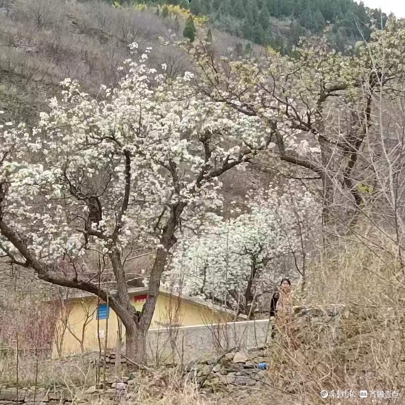 淄博600岁梨树繁花正艳