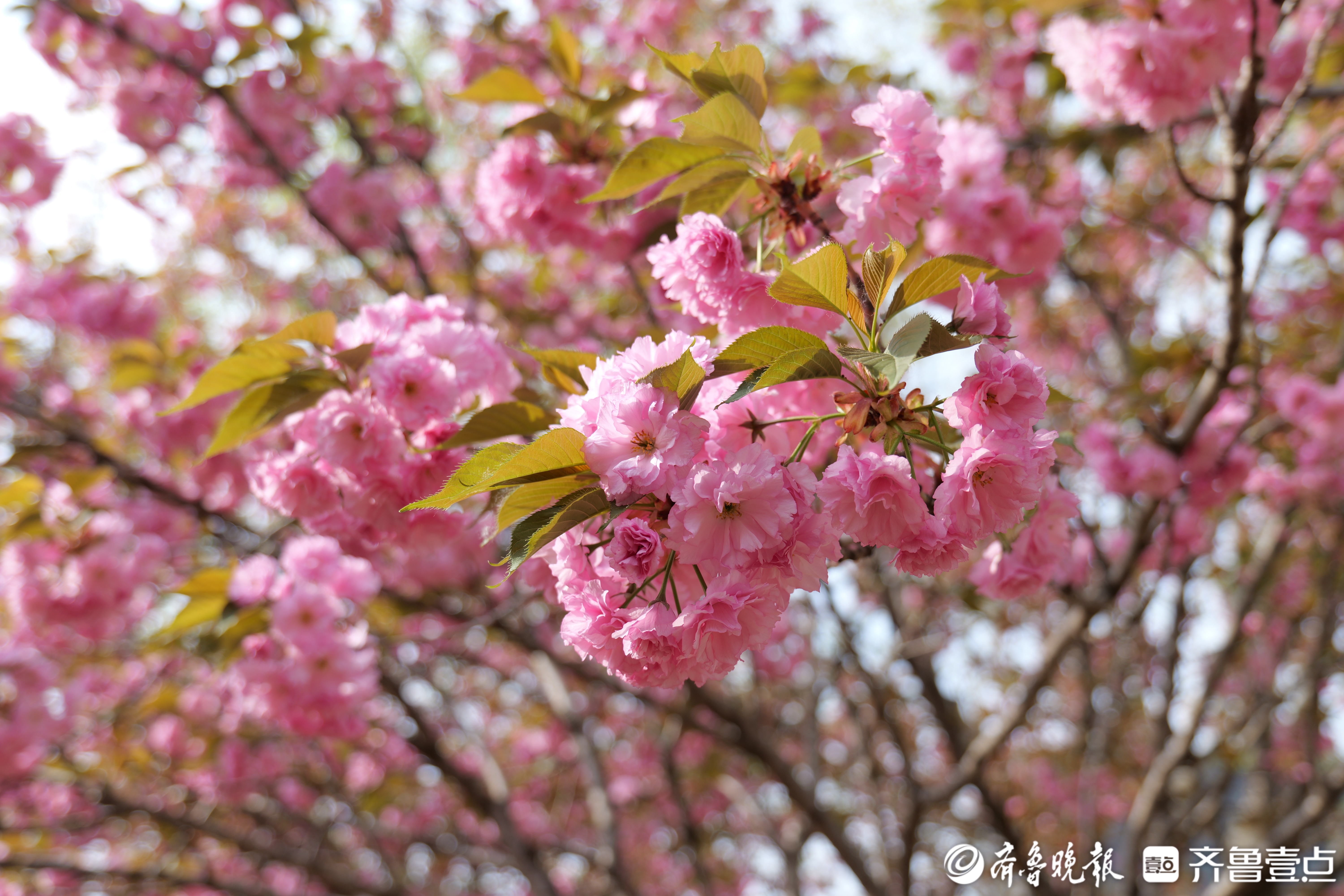 好景山东赛诗卉枣庄光明广场关山樱唯美绽放